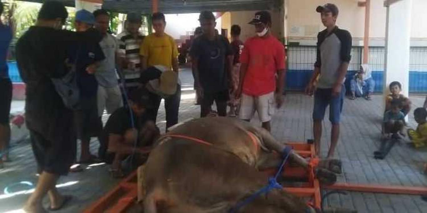 Nahdliyin Pundong Bantul Kurban 91 Sapi dan 138 Kambing Senilai Rp2,6 Miliar