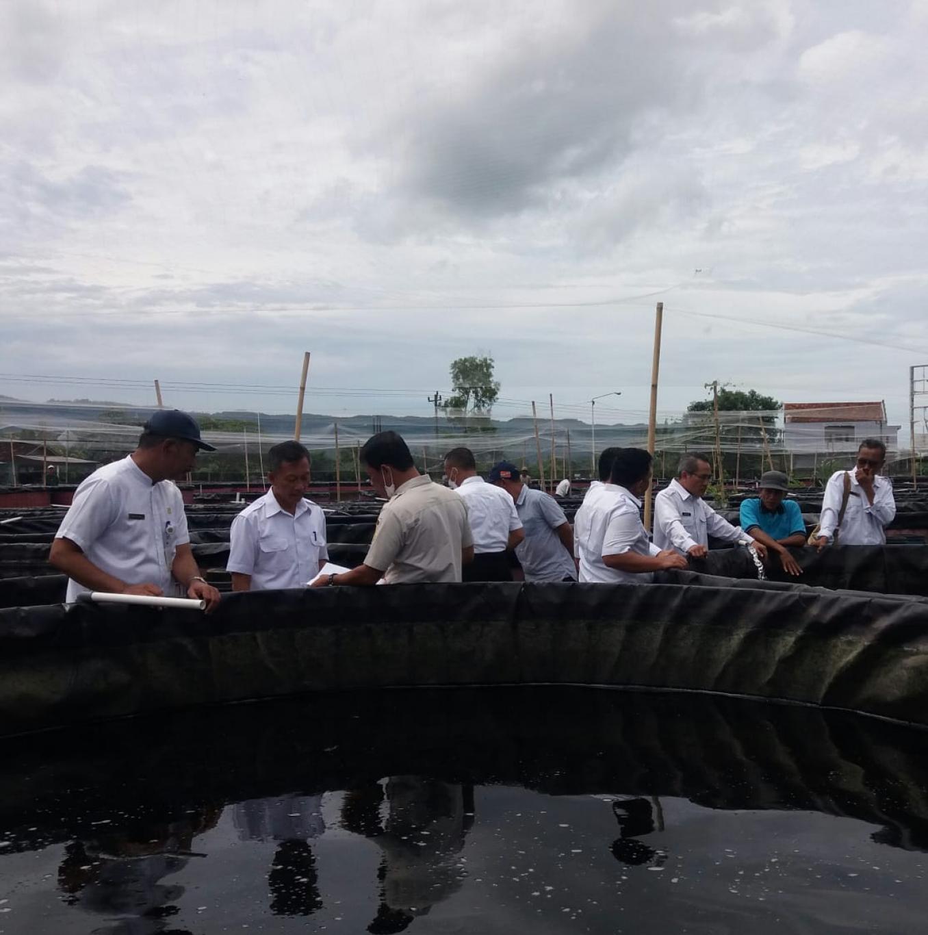 Panen Raya budidaya ikan lele bersama Bupati Bantul.