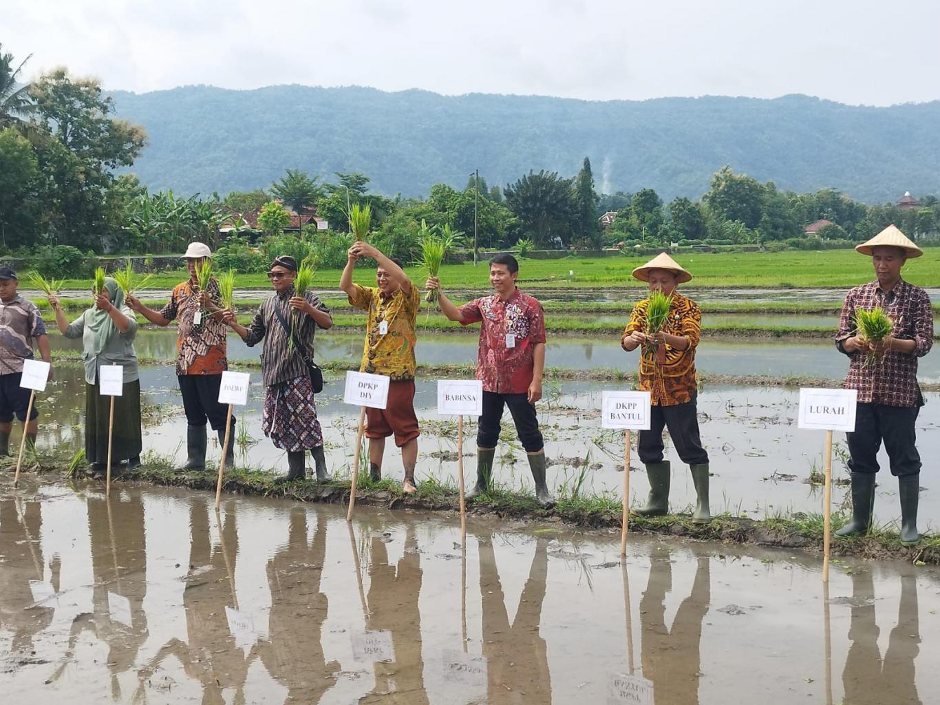 Gerakan Percepatan Tanam Padi Di Bulak Pundong